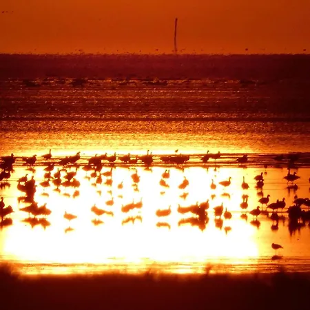 Seestern